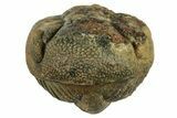 Wide, Enrolled, Morocops Spinifer Trilobite - Very Pustulose #224254-2